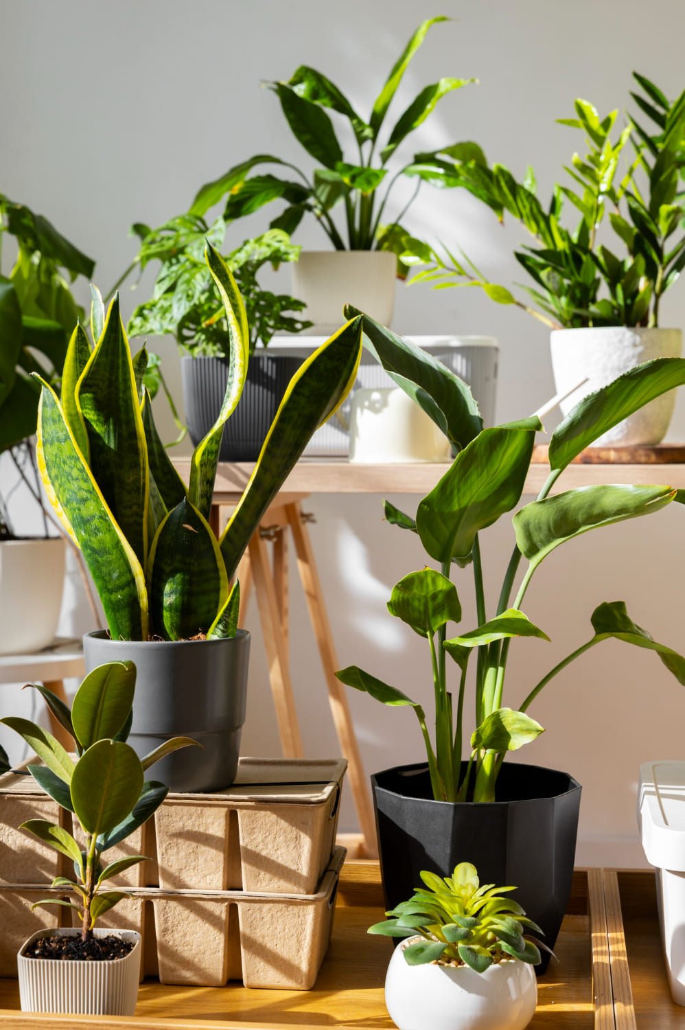 Indoor Plants