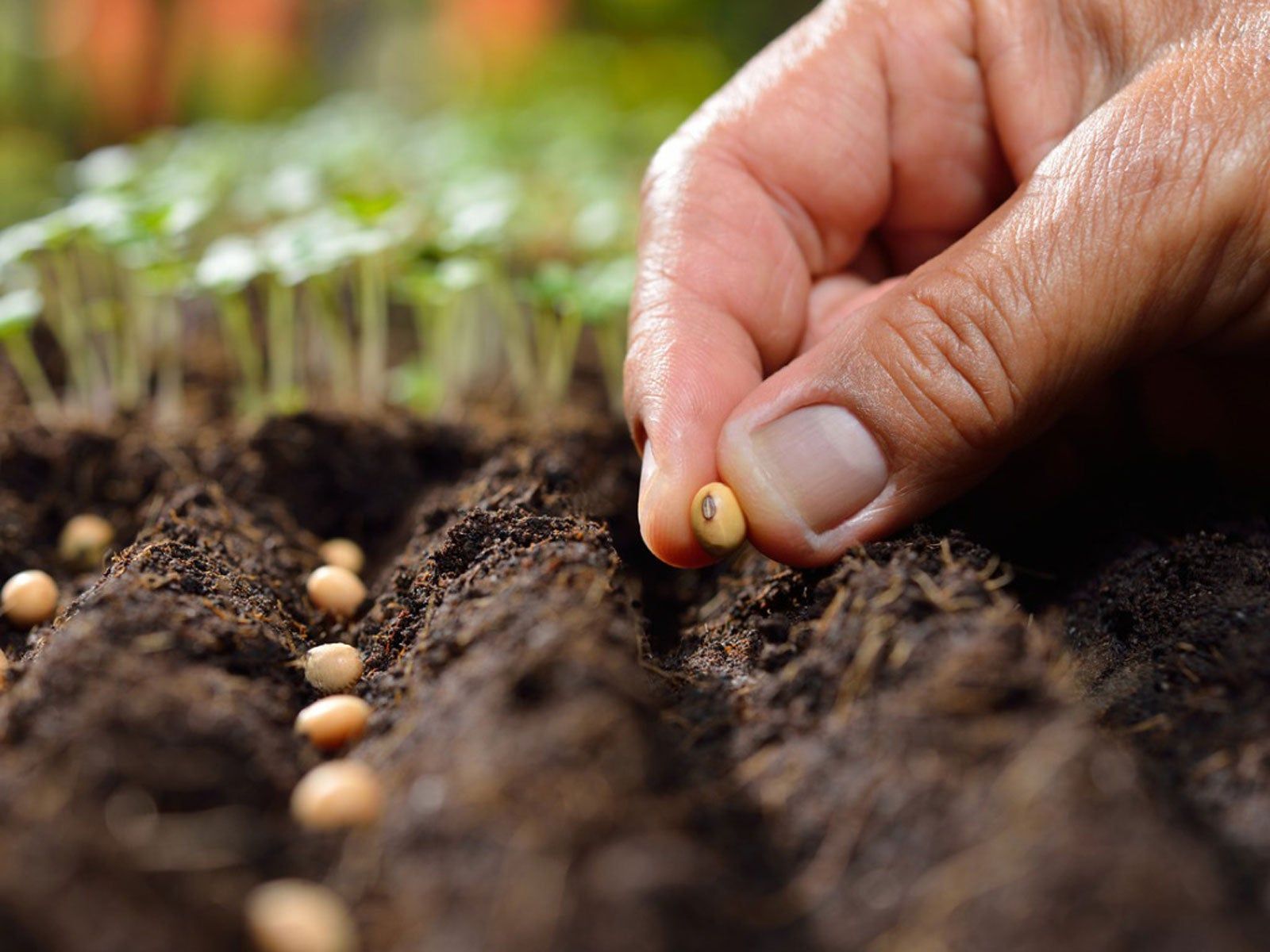 Seeds & Pebbles